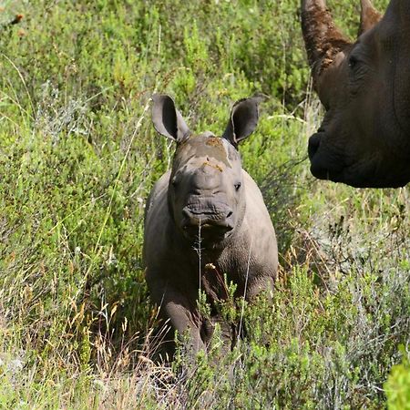 Safari Lodge - Amakhala Game Reserve Eksteriør billede