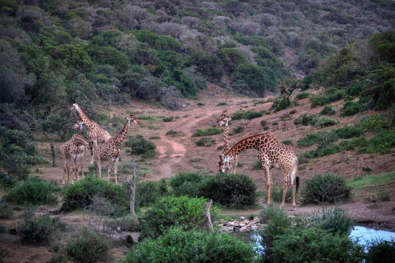 Safari Lodge - Amakhala Game Reserve Eksteriør billede