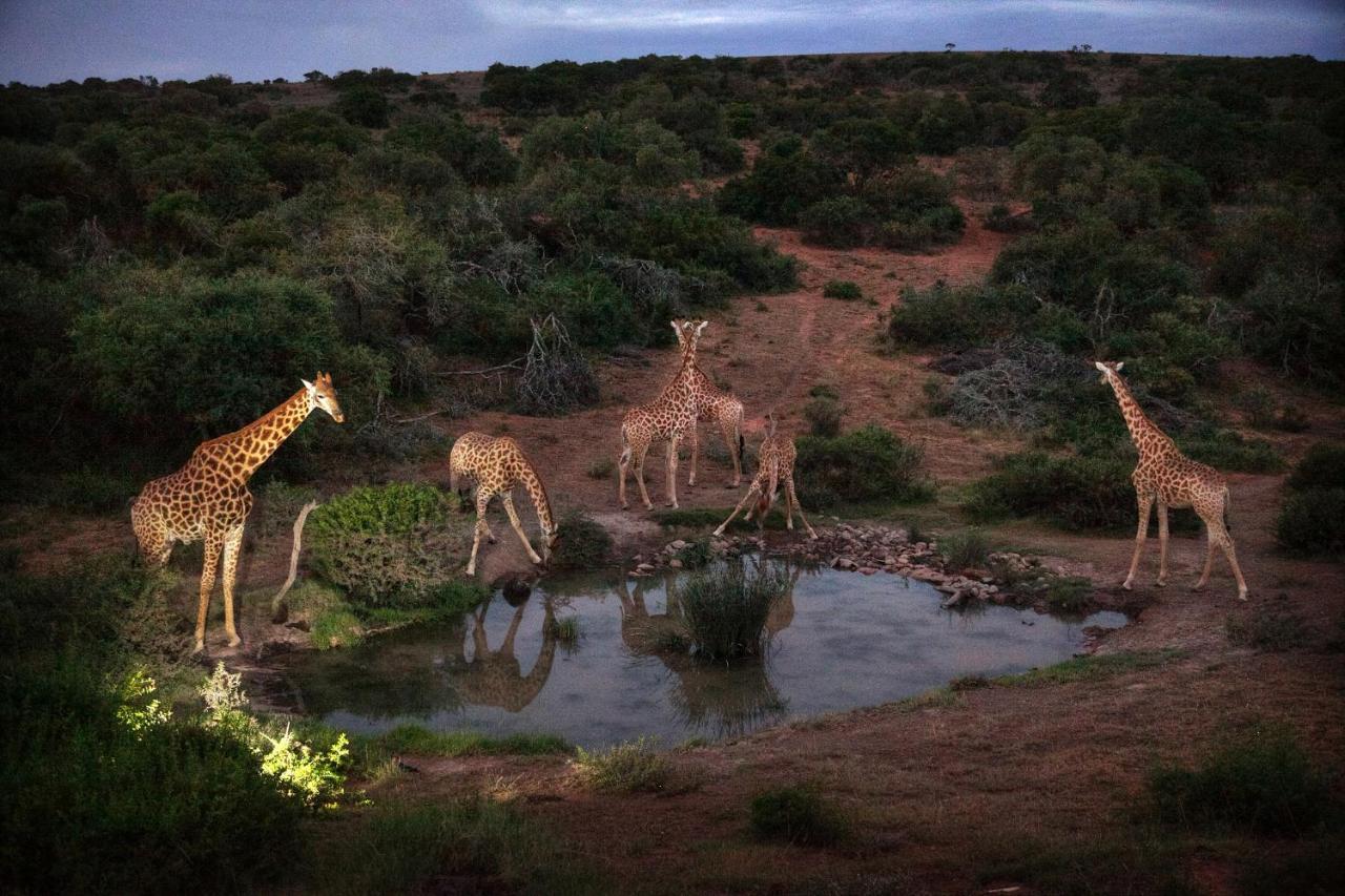 Safari Lodge - Amakhala Game Reserve Eksteriør billede