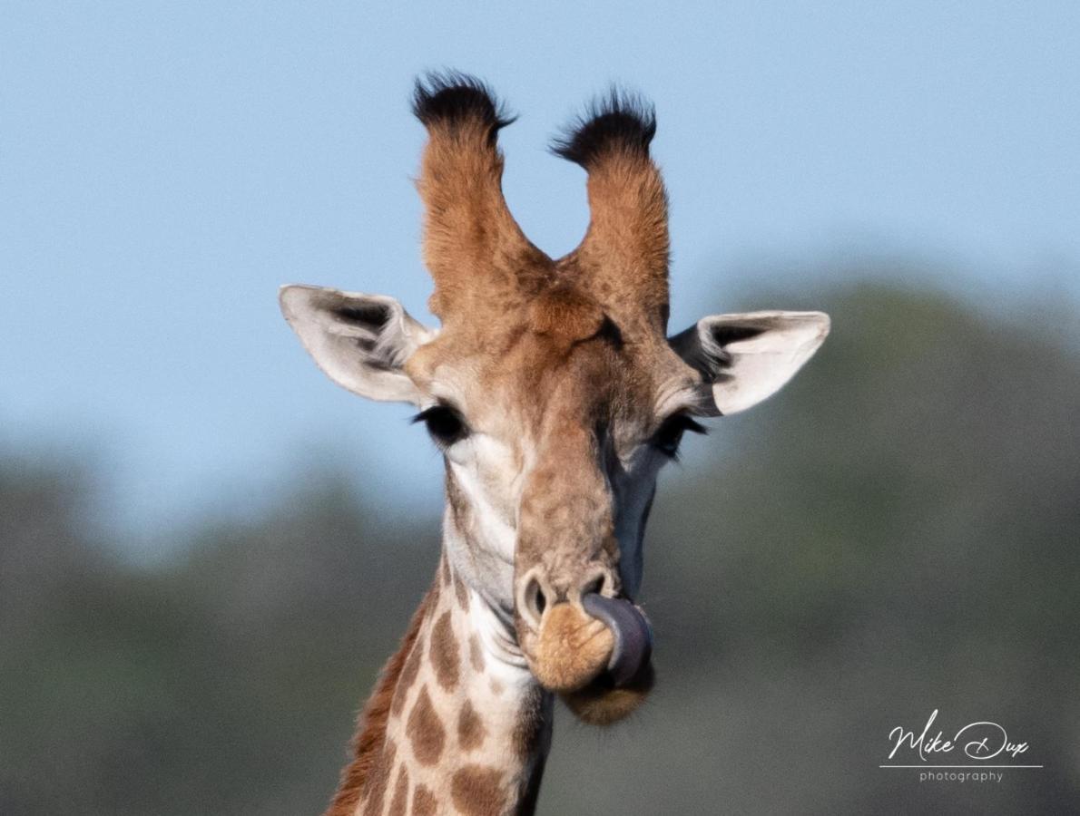 Safari Lodge - Amakhala Game Reserve Eksteriør billede