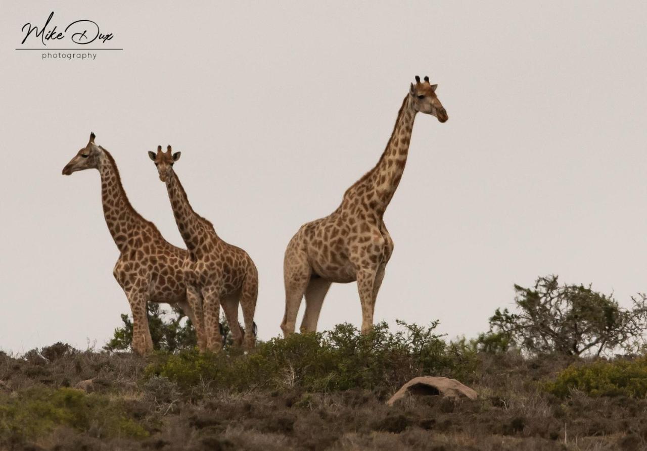 Safari Lodge - Amakhala Game Reserve Eksteriør billede