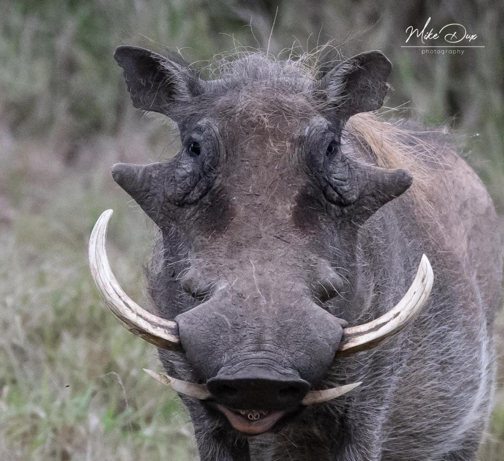 Safari Lodge - Amakhala Game Reserve Eksteriør billede
