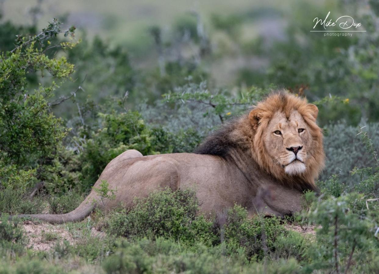 Safari Lodge - Amakhala Game Reserve Eksteriør billede