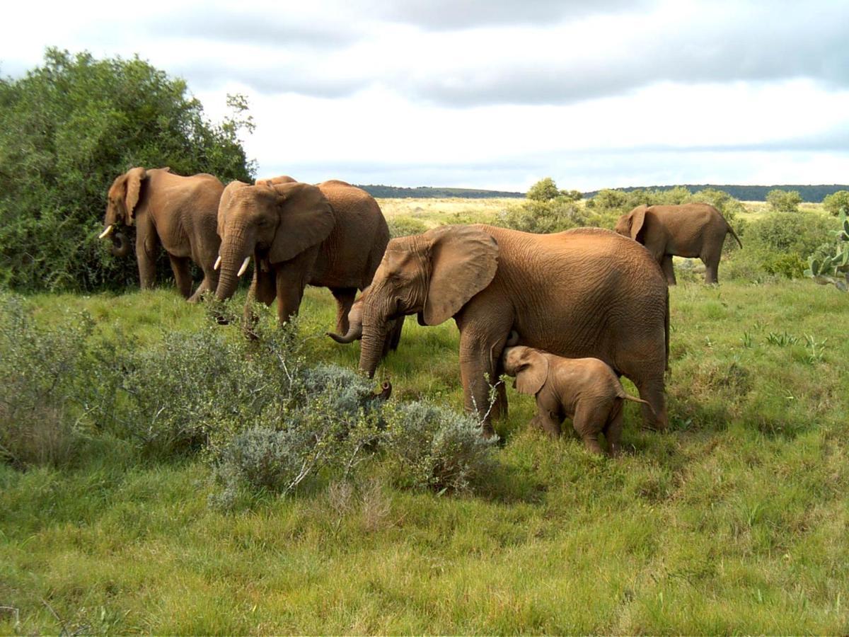 Safari Lodge - Amakhala Game Reserve Eksteriør billede