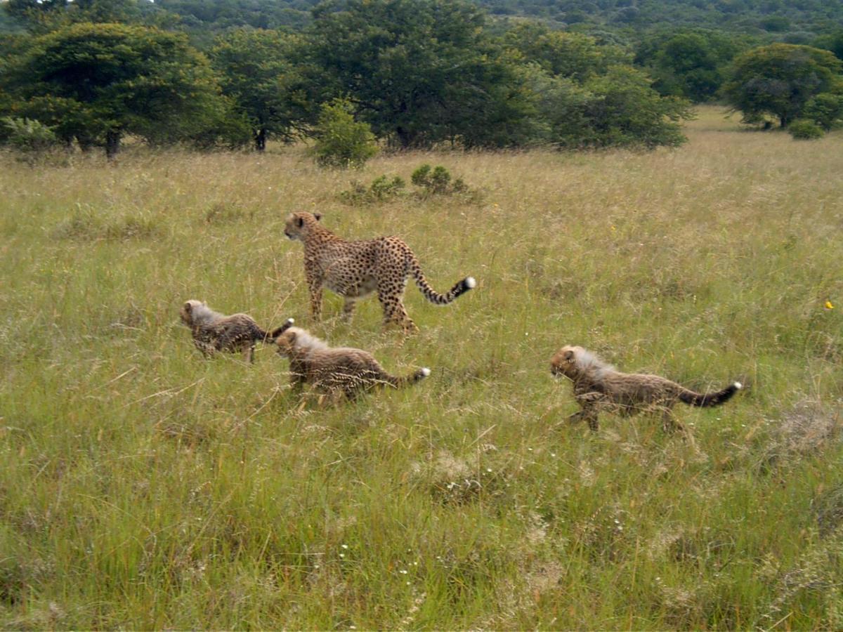 Safari Lodge - Amakhala Game Reserve Eksteriør billede