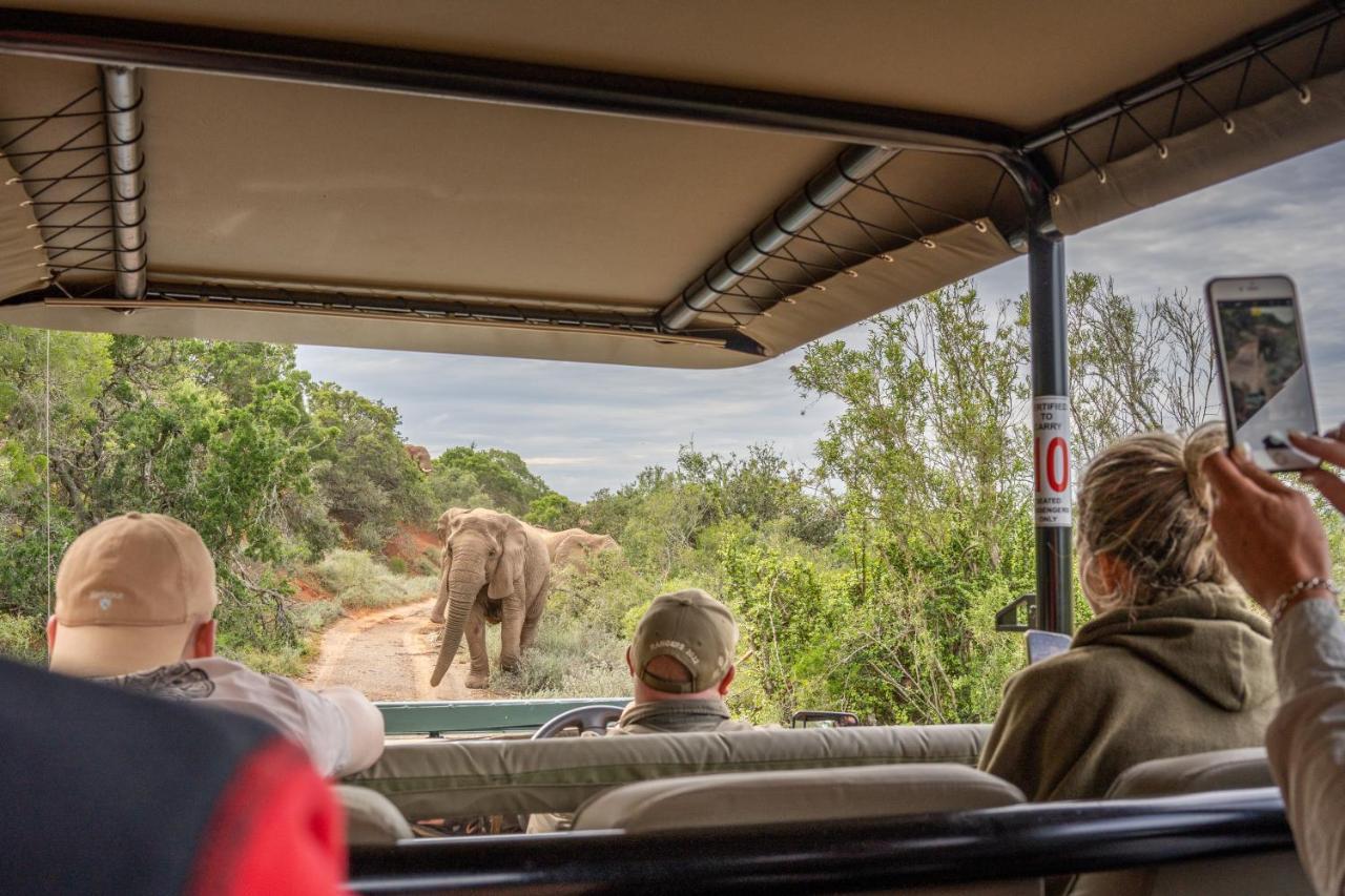 Safari Lodge - Amakhala Game Reserve Eksteriør billede
