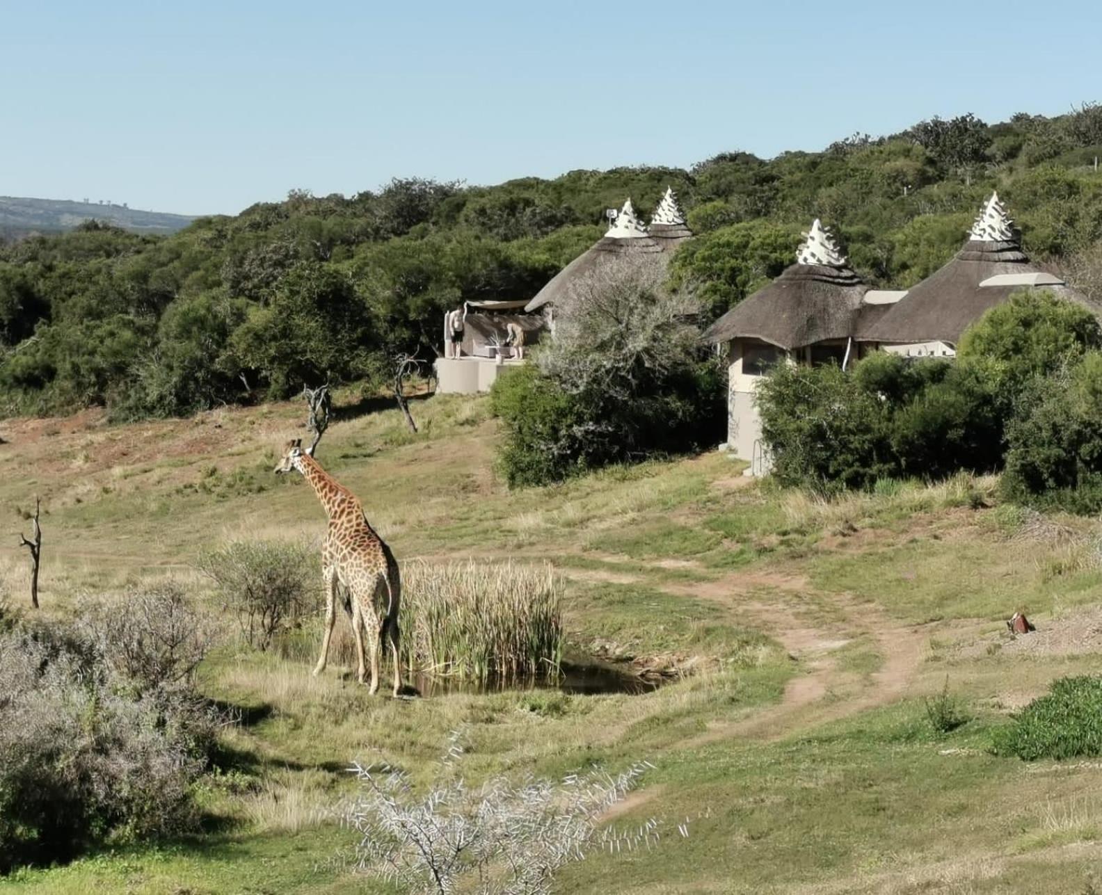 Safari Lodge - Amakhala Game Reserve Eksteriør billede