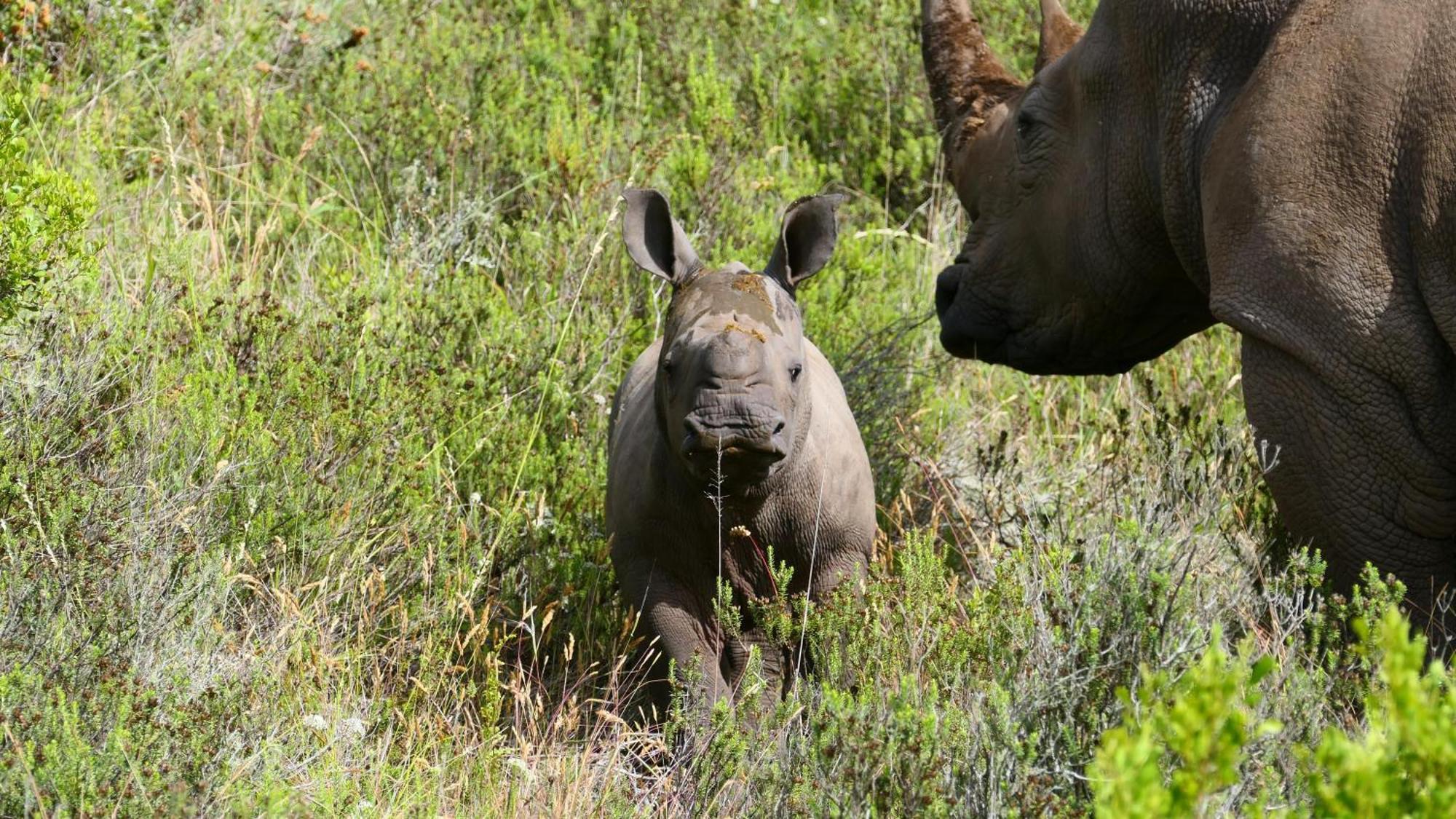 Safari Lodge - Amakhala Game Reserve Eksteriør billede