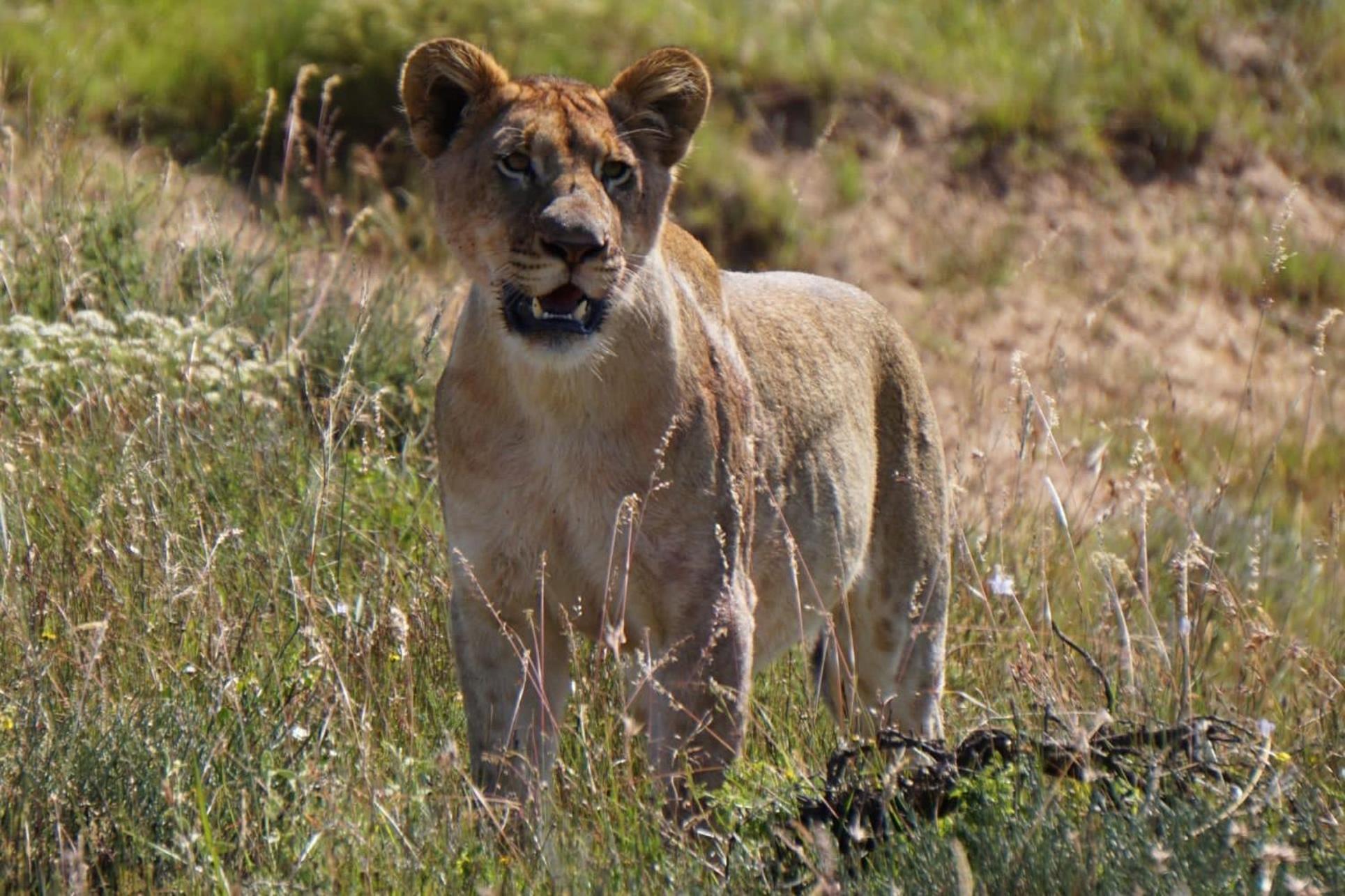 Safari Lodge - Amakhala Game Reserve Eksteriør billede